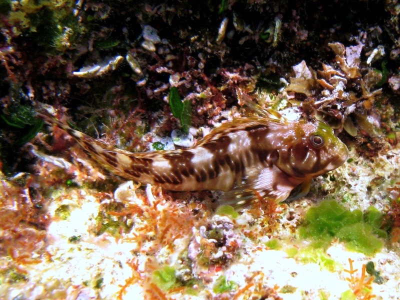 Scartella cristata